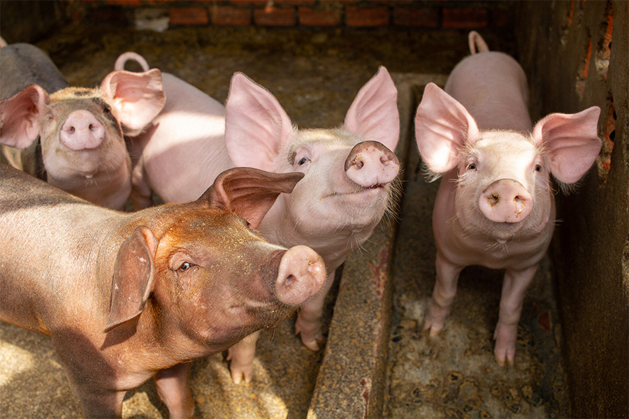 A group of pigs smiling for the camera