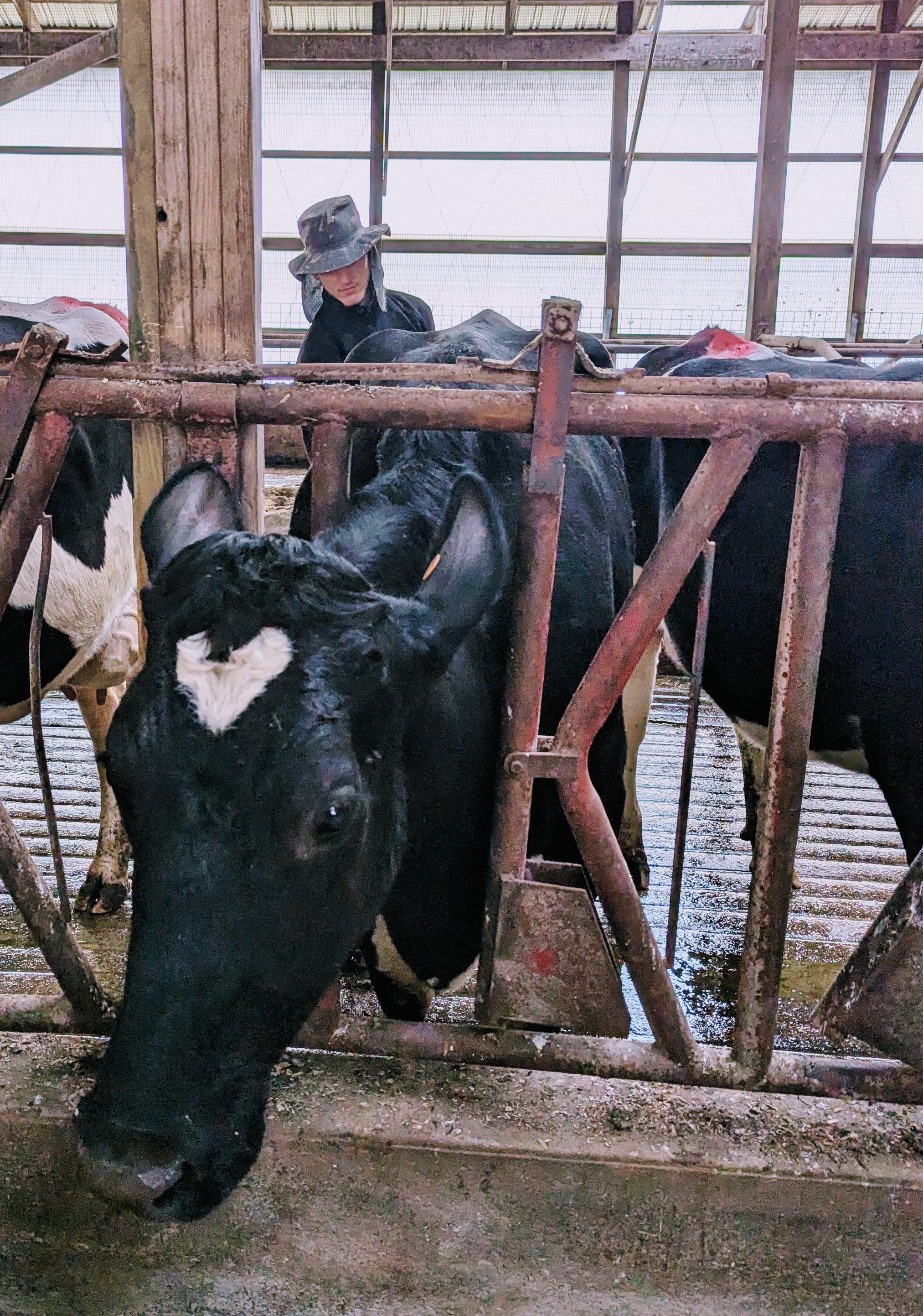 A person stands beside a cow that is in its stall.