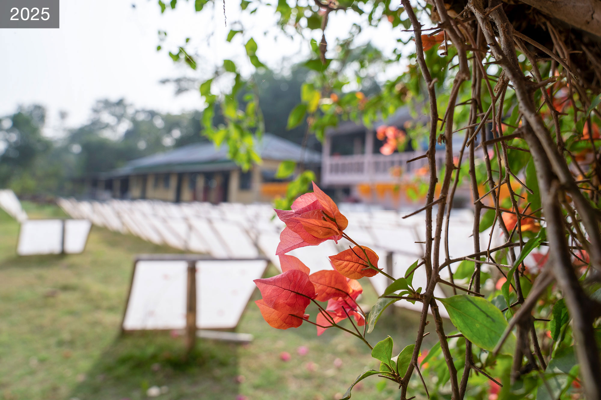 Colorful leaves connect to a tree in the foreground with rows of paper-drying racks out of focus in the background.