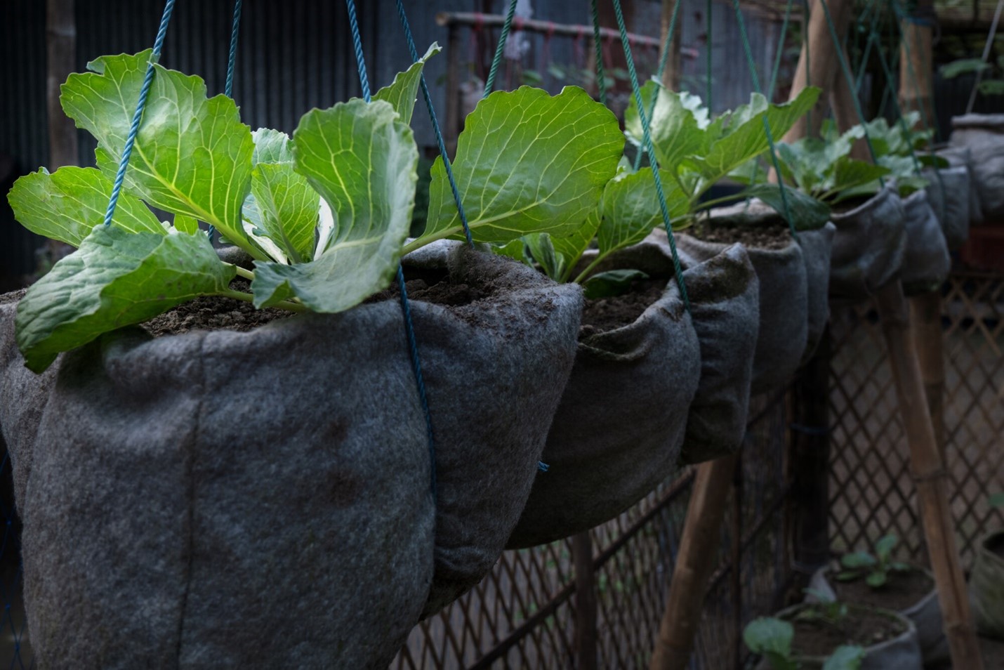 Plants growing at the smart house of Nikhil Chandra Mondol and Ovagini Rani