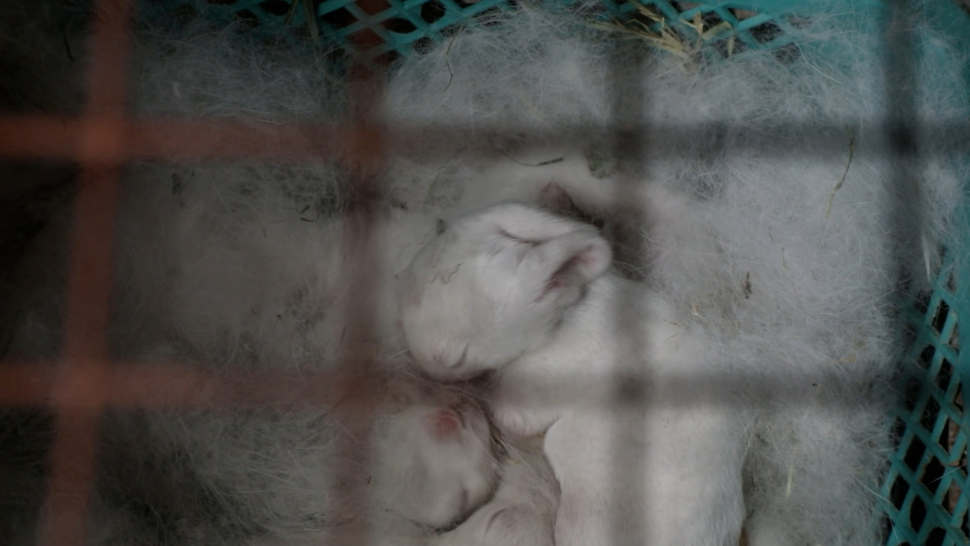 rabbit babies