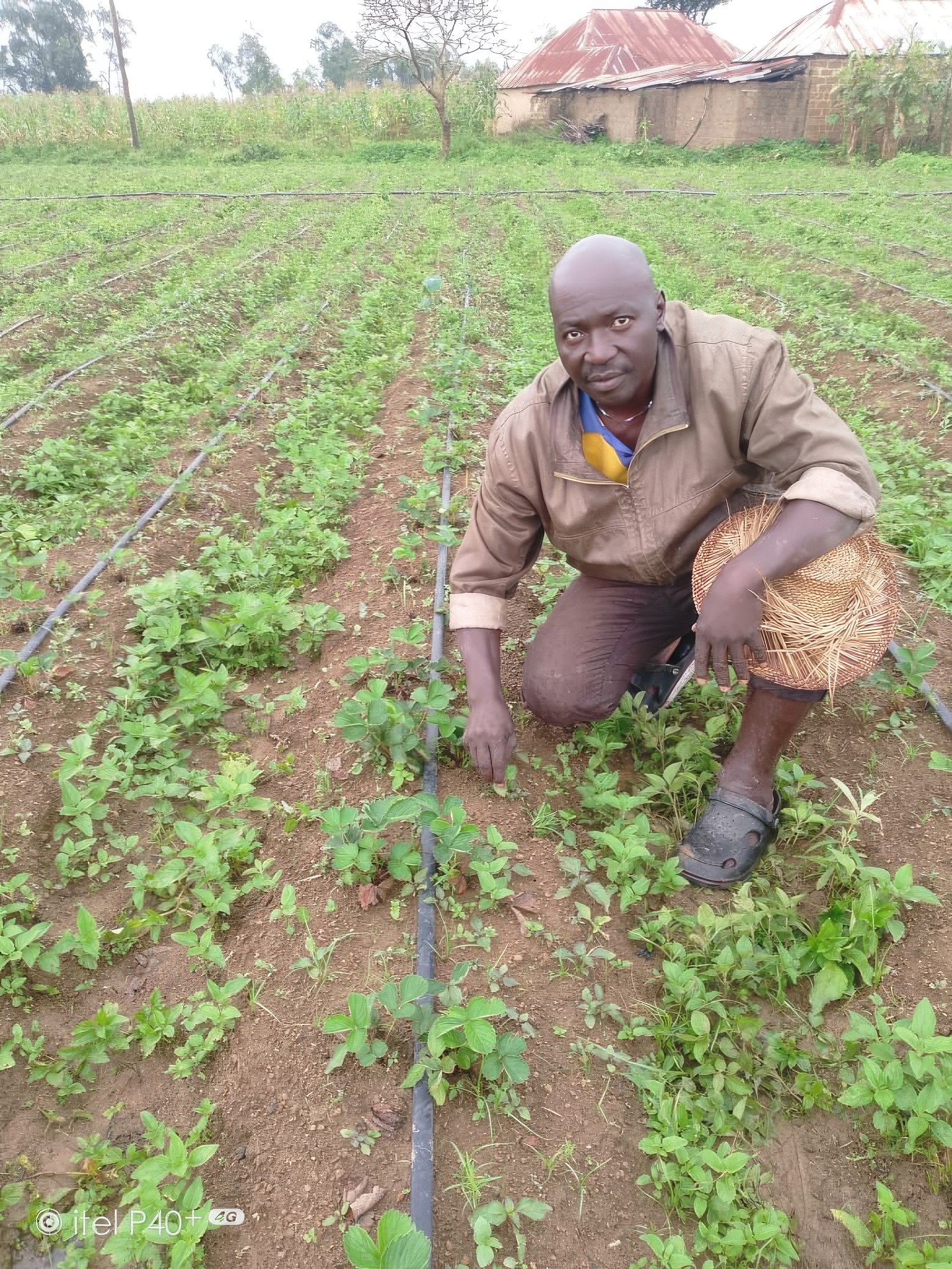 Joseph Maisaje Dachung of Nigeria kneels in his strawberry crop, using hoses for irrigation.
