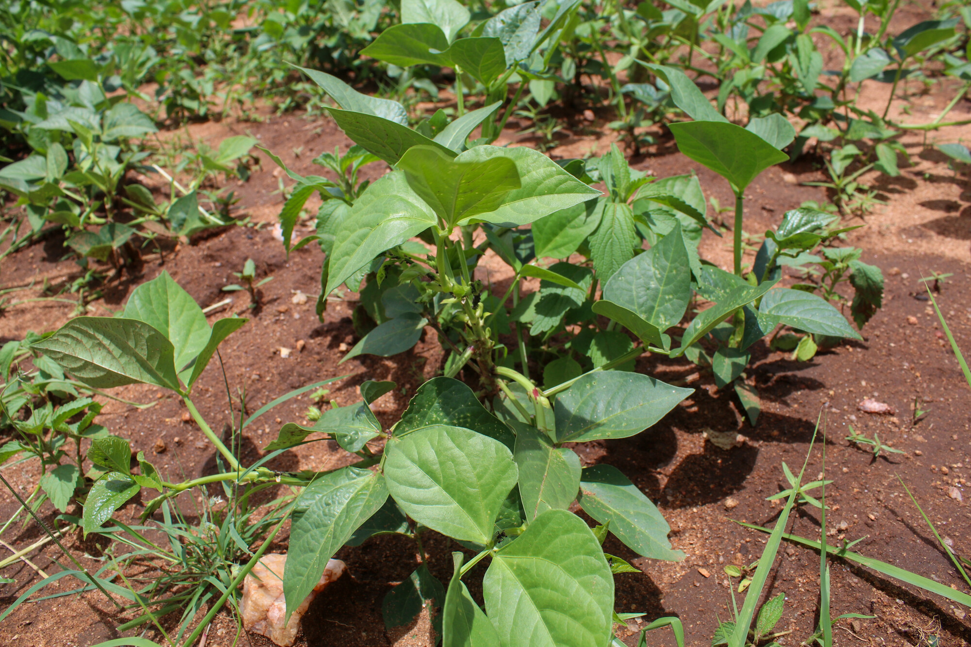 zim beans drought 2024
