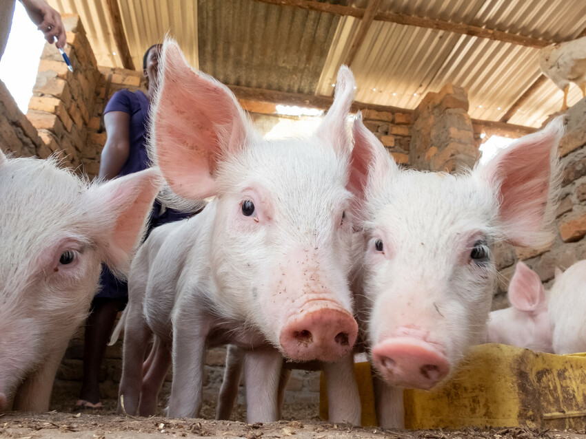 Close up photo of pigs