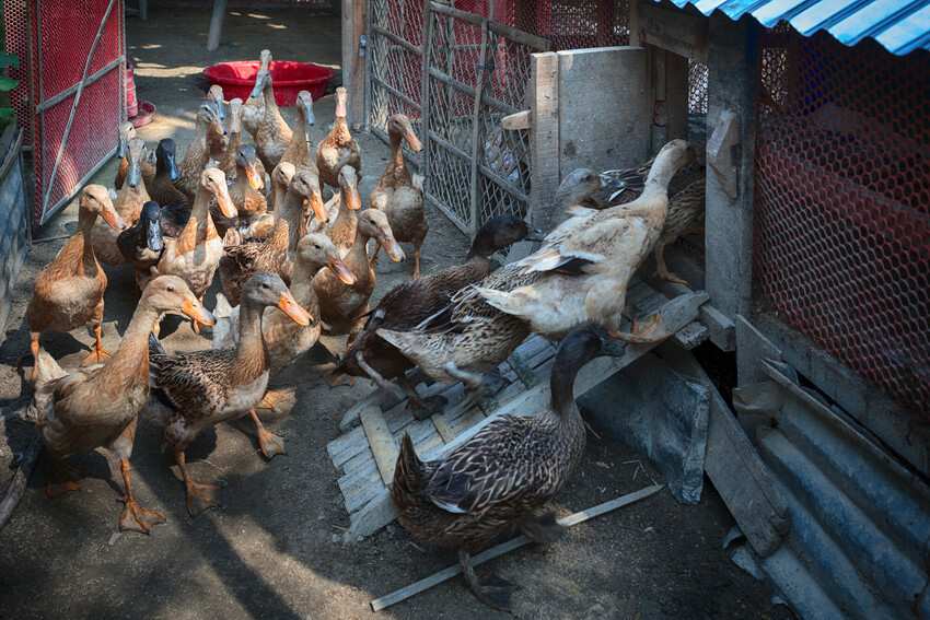 A group of ducks going into a coop