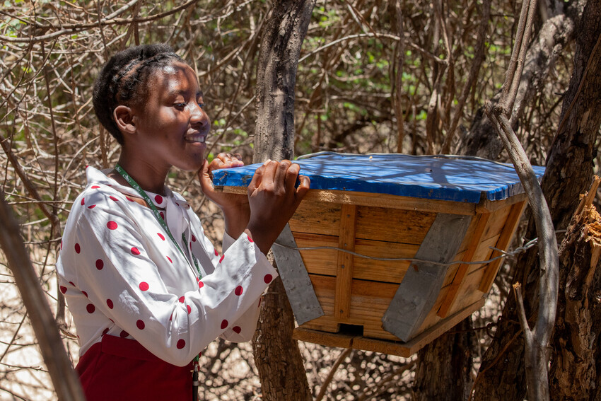 A woman examining a bee hive