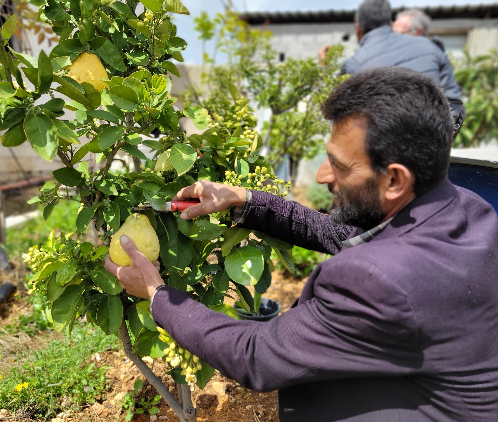 A person harvests a pomelo from a small orchard.