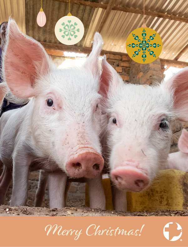 The cover of an MCC Christmas card featuring a close photo of pigs