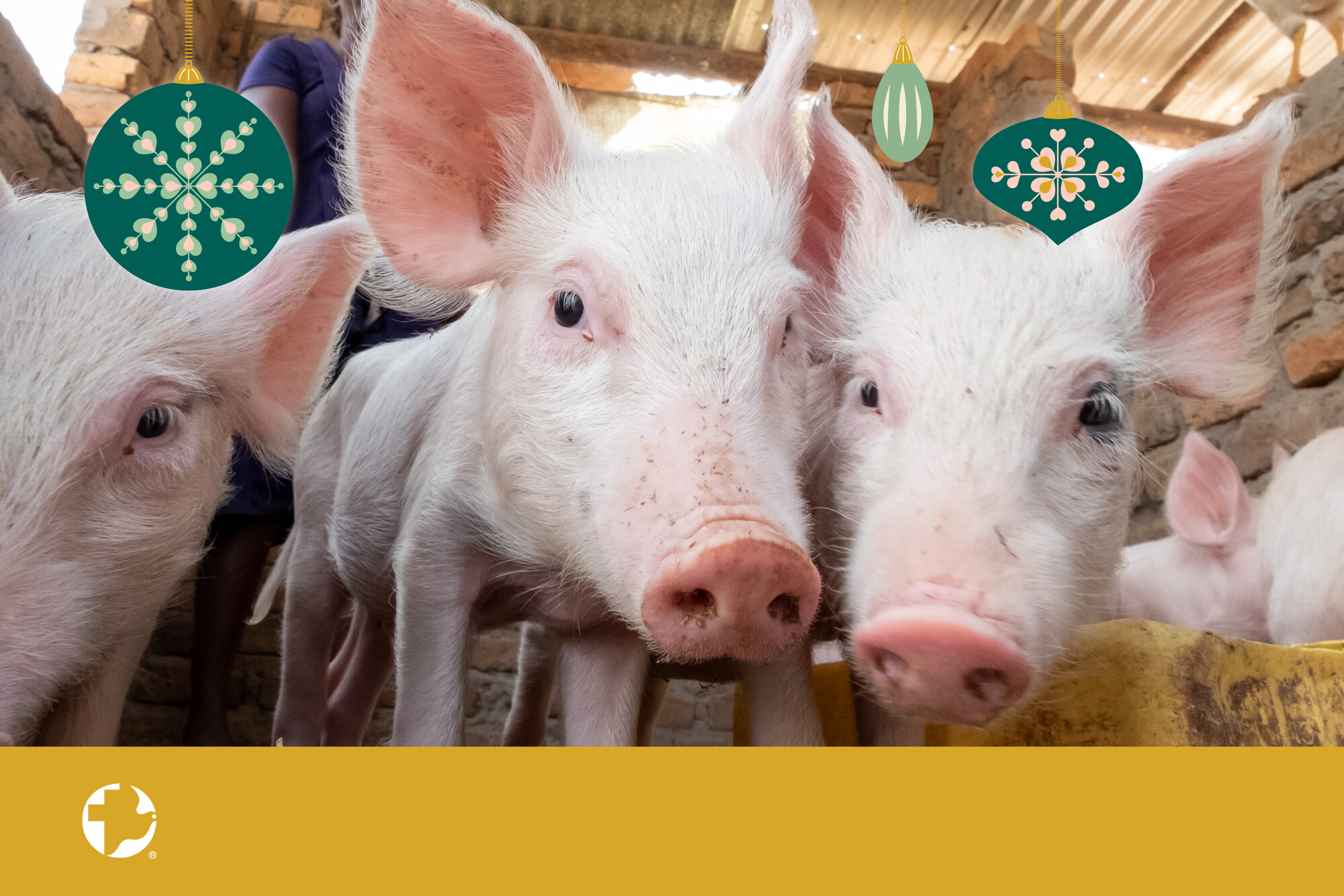 A group of young pigs