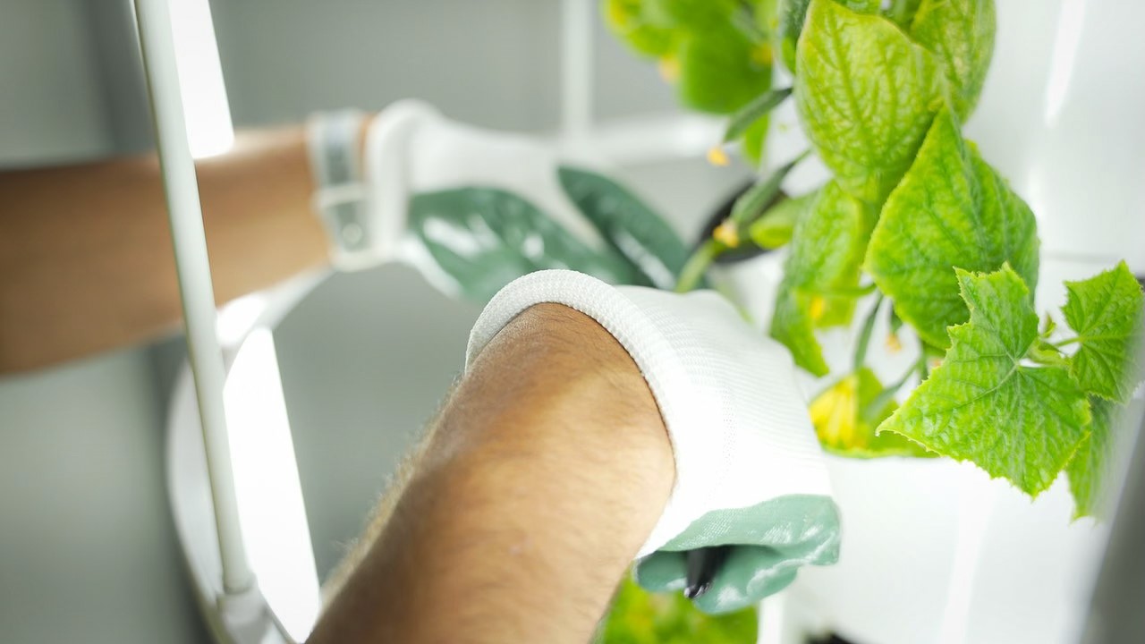 hands holding a gardening tool and pruning a green plant