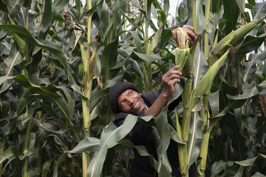 A man in a cornfield picking an ear of corn