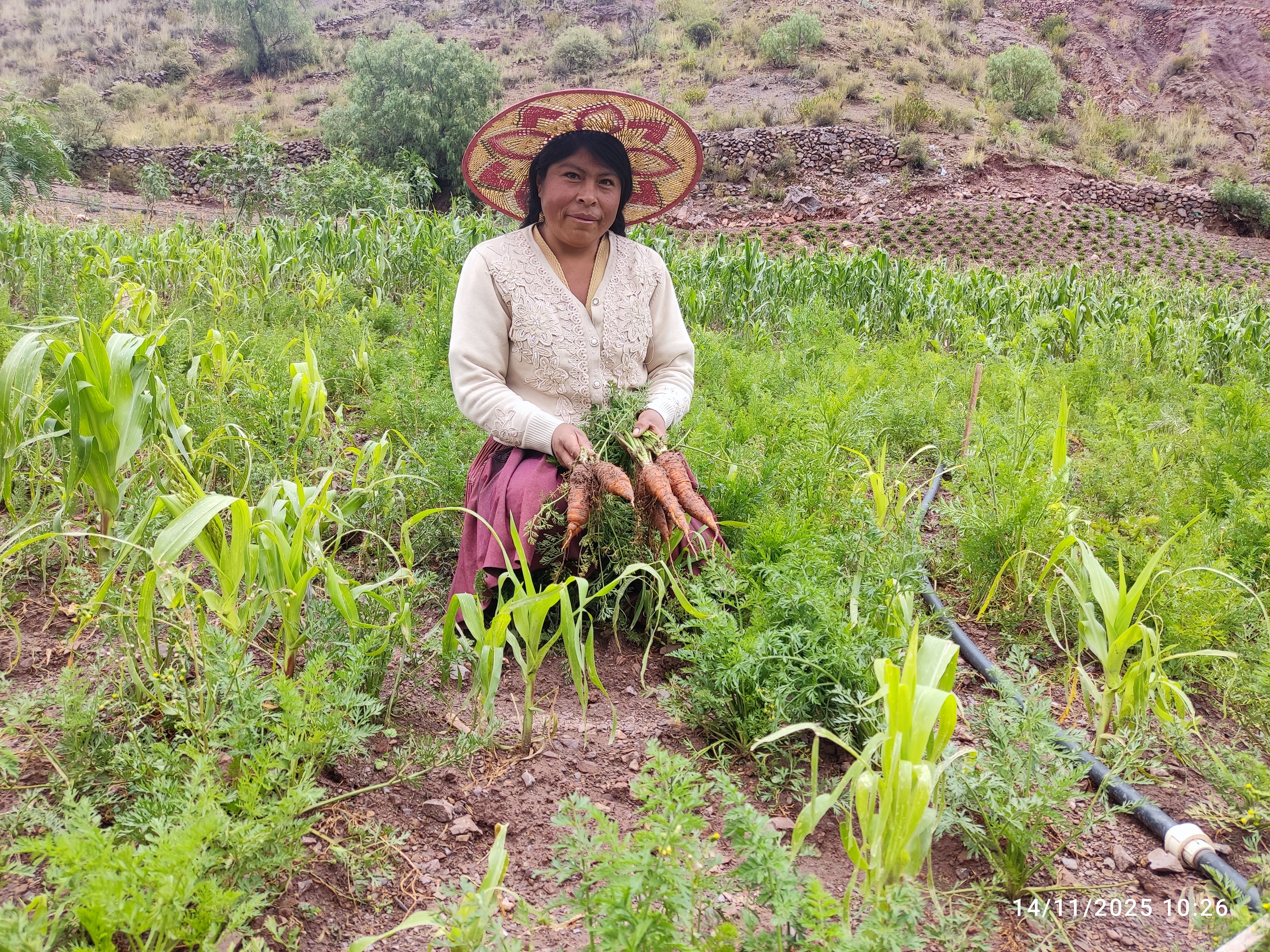 Person wearing a straw hat harvesting carrots in a green field.