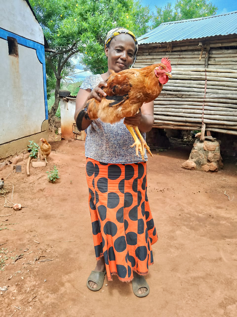 A woman in Kenya shows off the chicken that she has raised in order to sell eggs and meat. 