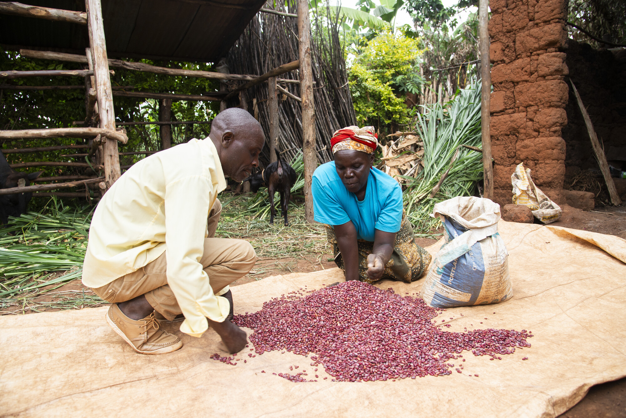 Marie Mukamana and Wensislas Muhawenimana work together to spread out beans grown through conservation agriculture. While there is minimal conflict within their marriage, Mukamana has attended gender