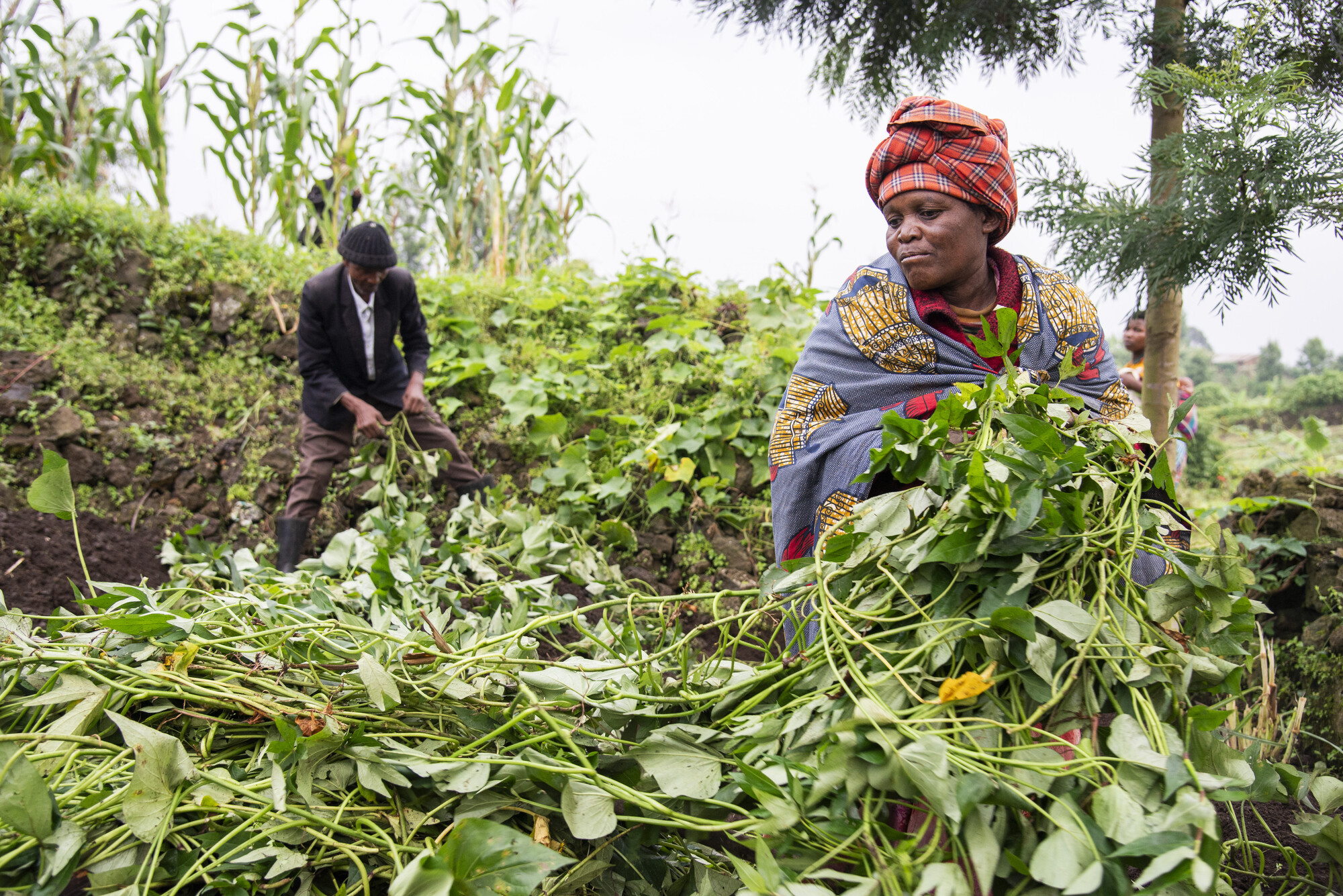 Verena Nyirantezimana and her husband, farmer field school president Vincent Hategekimana, tend to corn at their farm in Rwanda’s Burera District. Since participating in the farmer field school, whi