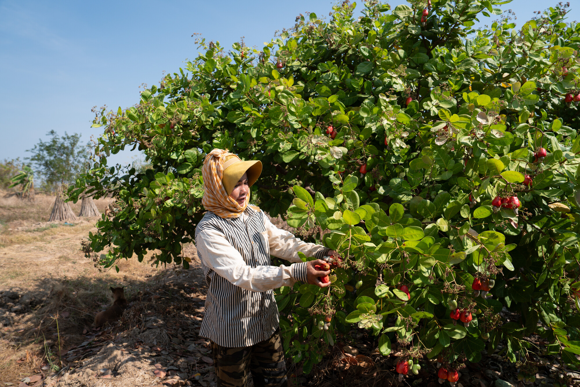 Theum Chan Thou, harvests cashew nuts on her farm.