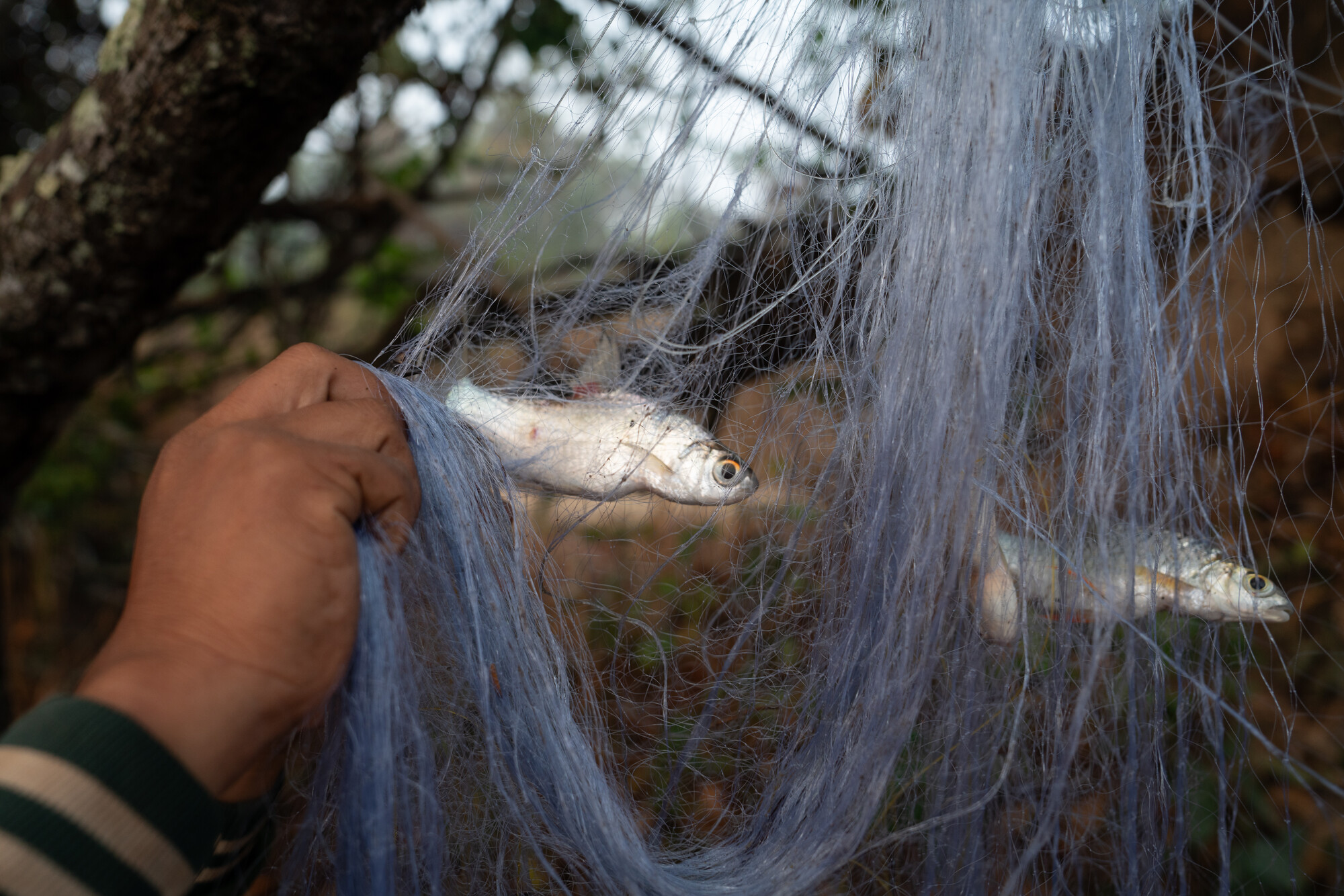 Early in the morning, after camping on the Oukrak border between Stung Treng and Kratié province, patrol member Theang Phanna, 29, removes fish from a net, caught in a nearby channel, which will be c