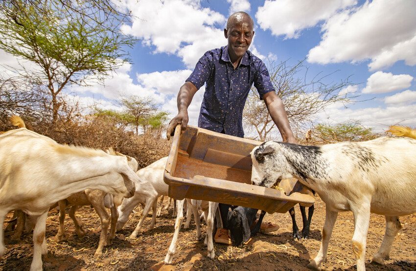 Justus Wambua Mang'oka feeds goats at his home in Kwakavisi Location, Makueni County in Kenya, on 29th September 2020. Using a loan from Miangeni Cluster Village Savings and Loan Association of which