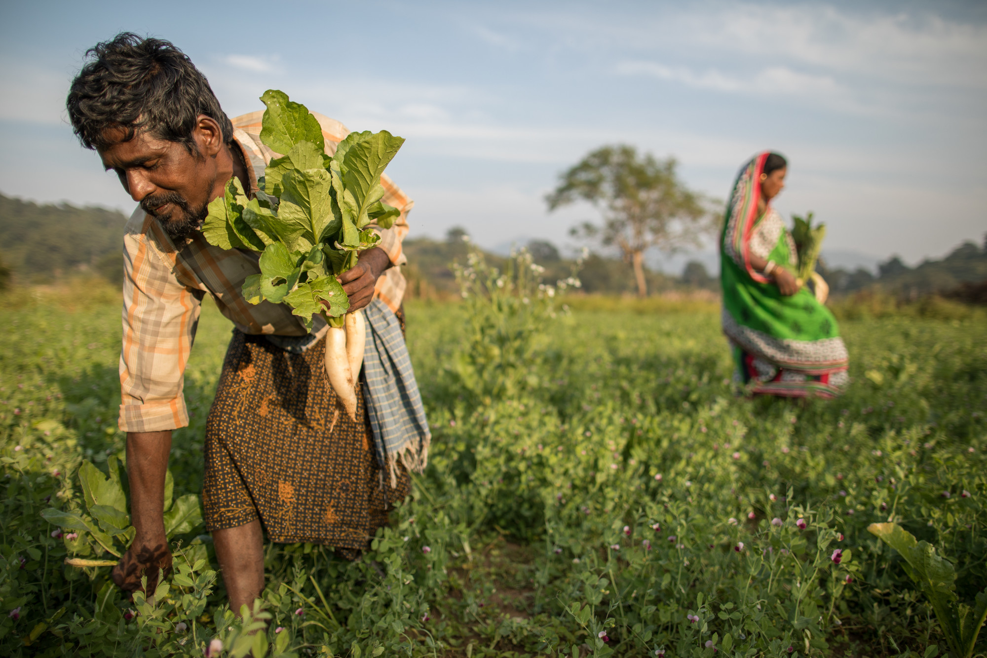 Farmers Bhagyarathi Pradhan, 42, and Bhanumati Pradhan, 40, harvest radishes outside the village of Munising, where they live, in the district of Gajapati, in the state of Odisha, India. Residents of