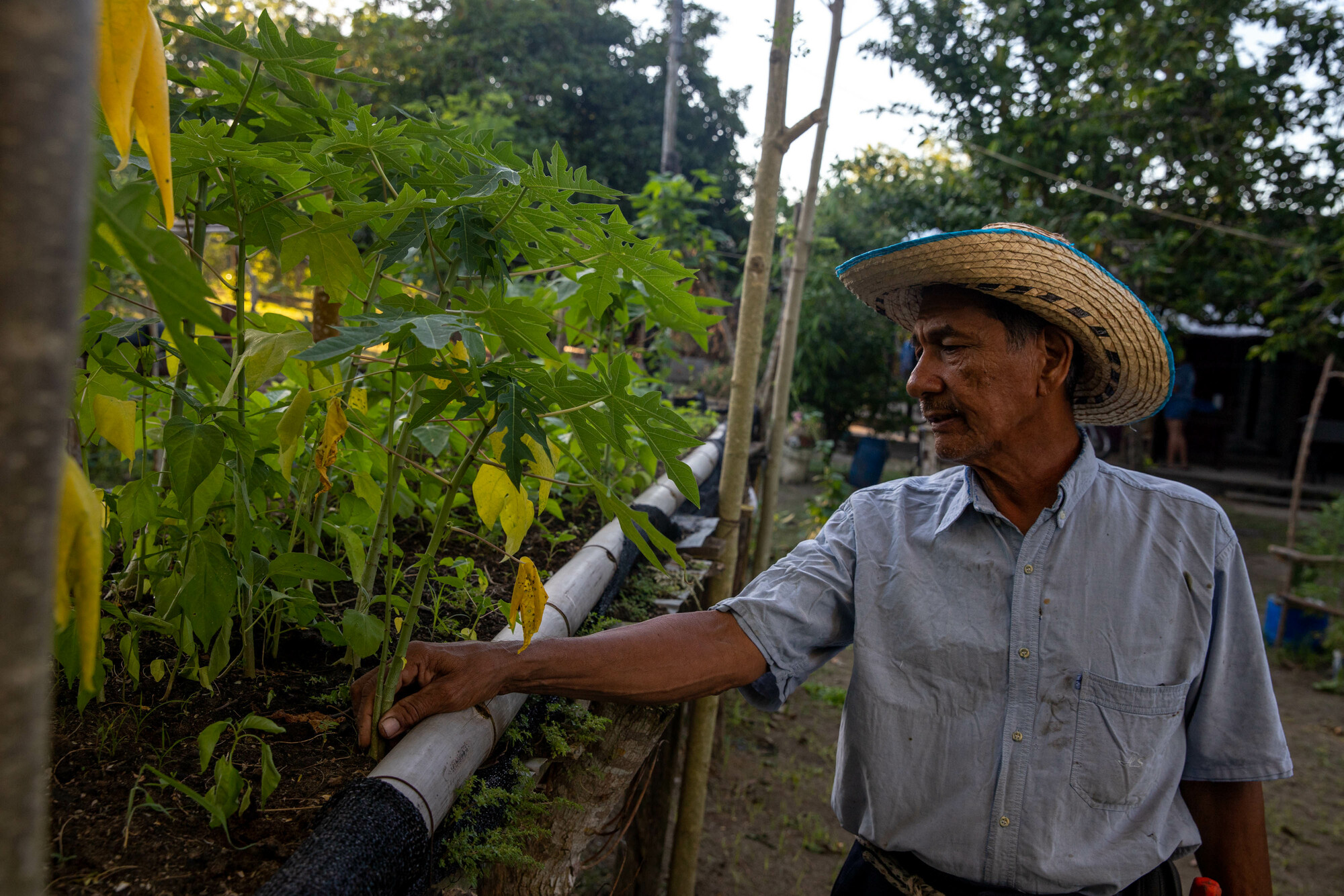 Narciso Diaz is the caretaker of Finca Villa Santa Barbara. His family arrived at the farm shortly after being displaced as a result of the armed conflict in this region of Colombia, and have remained