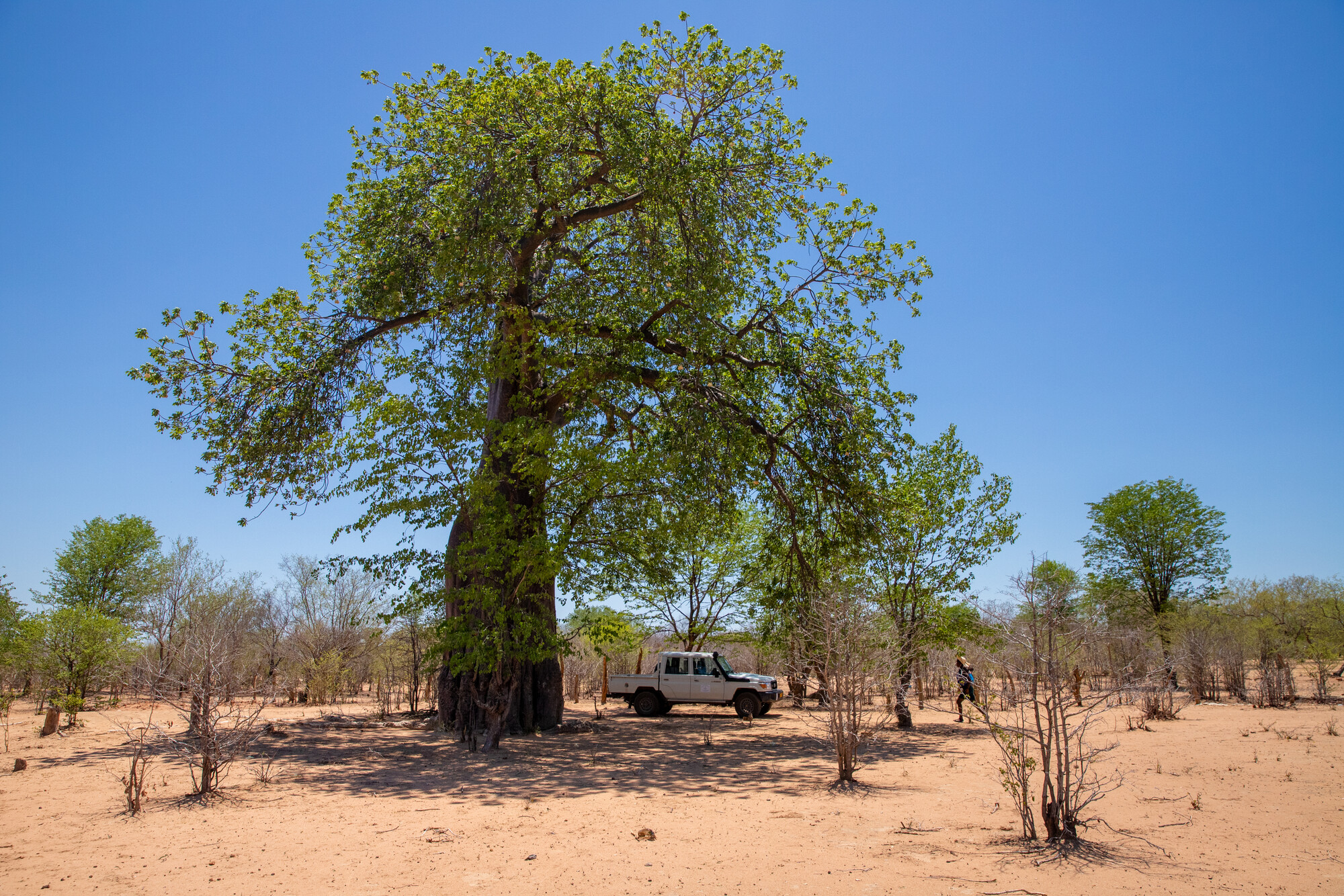 MCC partner Kulima Mbobumi Training Centre (KMTC) used this vehicle, parked under a baobab tree, during an MCC visit in December 2024.