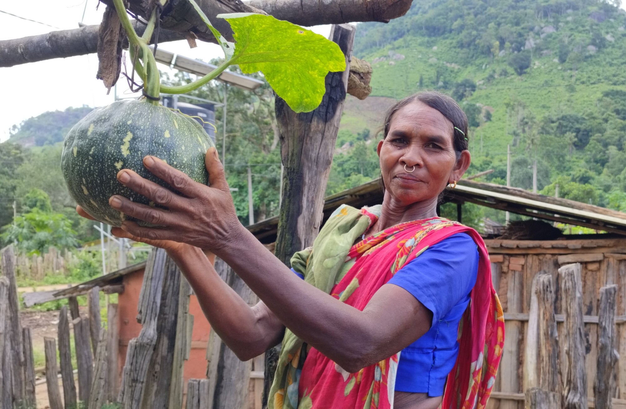Lipimai Mondalmajhi is showing a pumpkin from her backyard vegetable garden.
She is from Bhutadi village, Kandhamal district, Odisha, where MCC partner Society for Nature, Education and Health (SNE