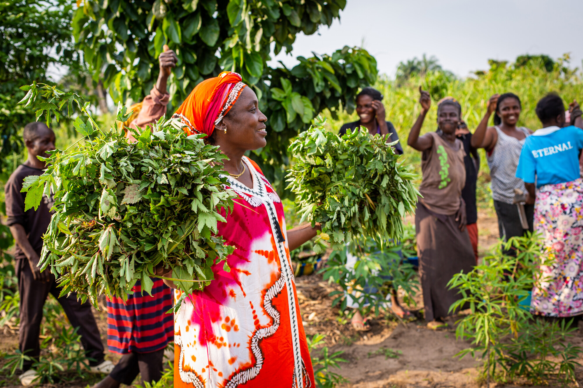 Displaced people working in the fields of Kanzombi, a section of Kikwit, cheer Jacqueline Kafuti, who holds bunches of cassava leaves.
