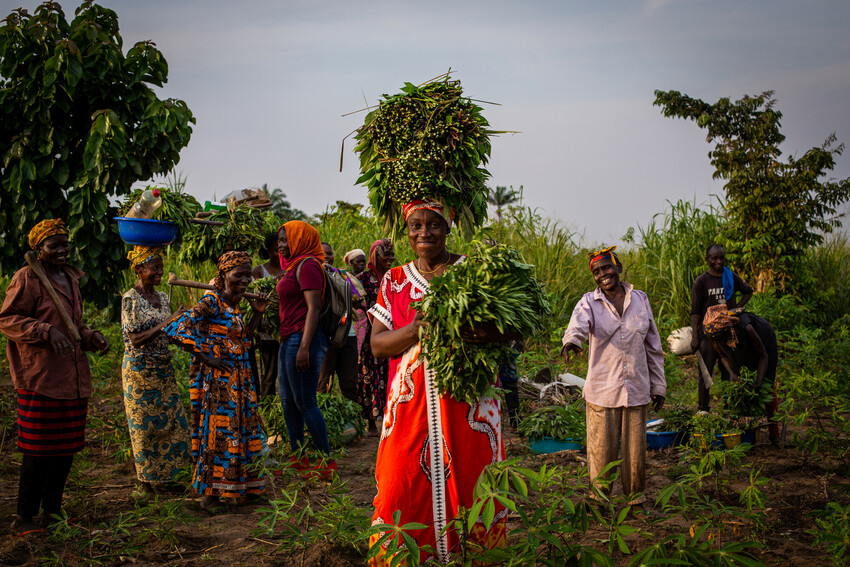 Displaced people working in the fields of Kanzombi, a section of Kikwit, cheer Jacqueline Kafuti, who holds bunches of cassava leaves.