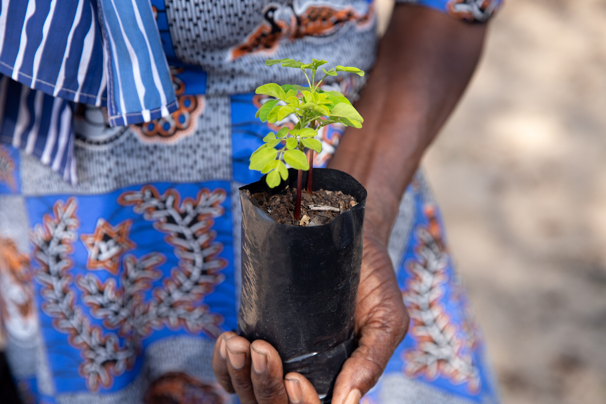 Molly Moyo with a seedling to be planted in the area where she keeps her beehives. When they flower, fruit trees attract bees with their nectar, and the presence of trees helps hold water in the soil,