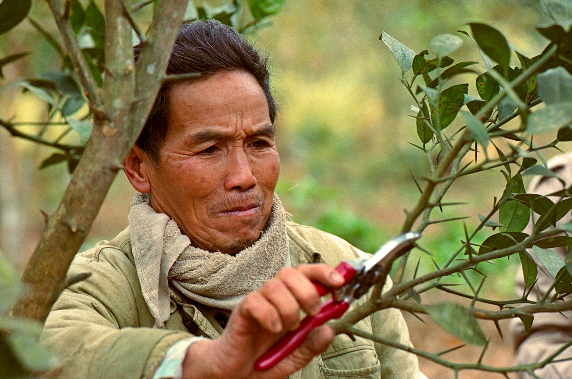 Mr. Oolo is preparing a branch to produce another stem on one of his fruit trees in Phonthong village, Laos in January 1998. Oolo was a participant in an MCC-supported integrated farming project in La