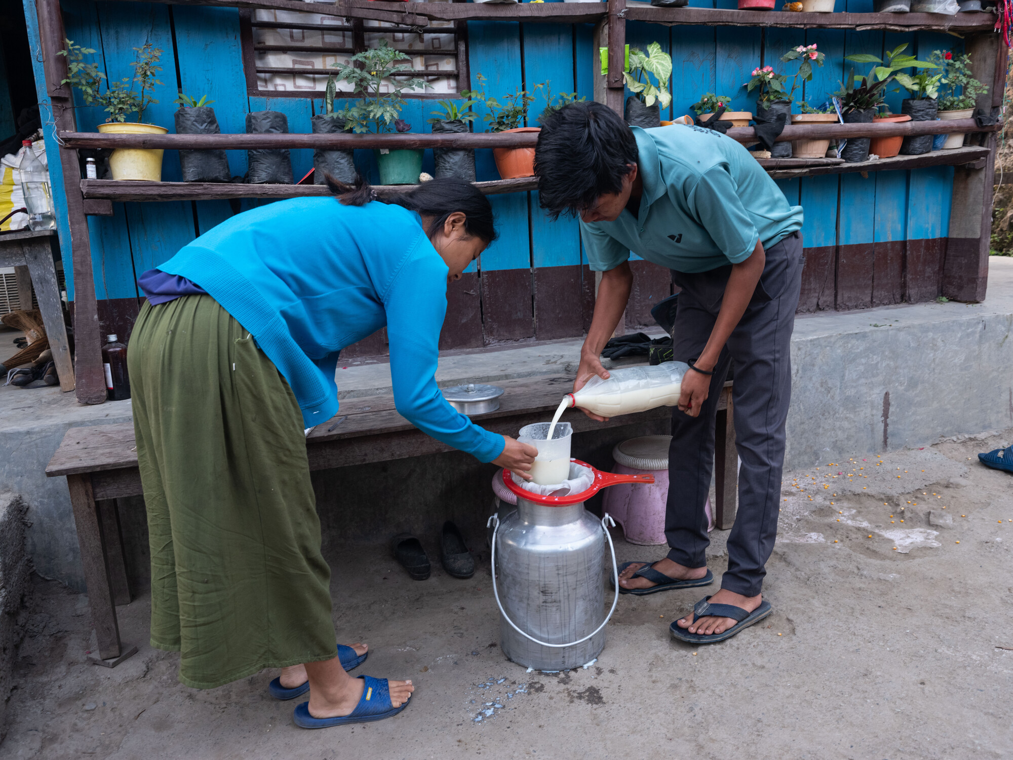 Puja Majar (21) and Ishwor Man Magar(20) collect cow milk from other YEEP participants, who live in the same village, to deliver to a nearby dairy in Kerabari Rural Municipality-3, Morang, Nepal on S