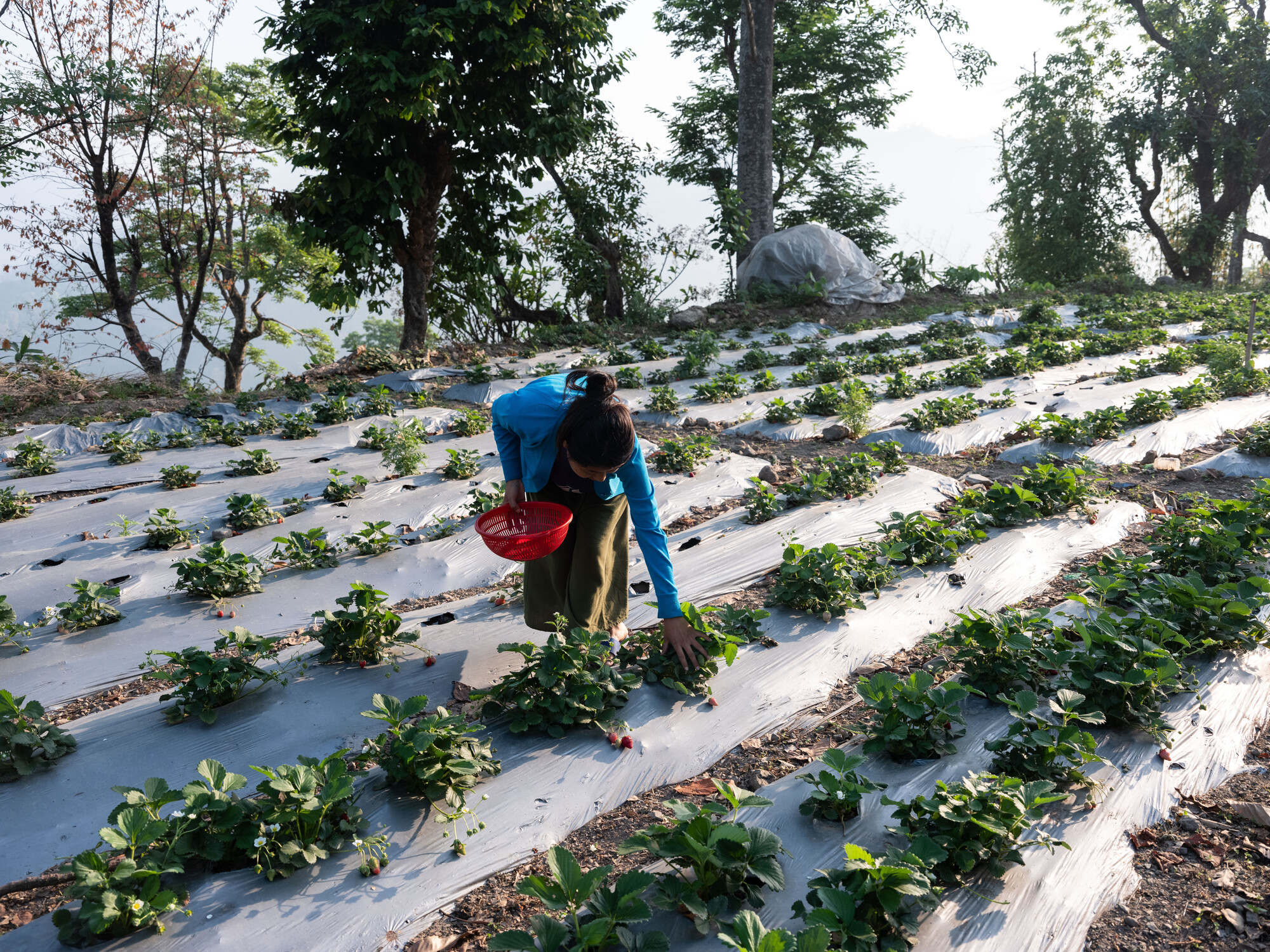 Puja Majar (21), is picking strawberries from her farm in Kerabari Rural Municipality-3 in Morang, Nepal on Sunday, April 21, 2024. Puja sells strawberries in the nearby market. She participated in t