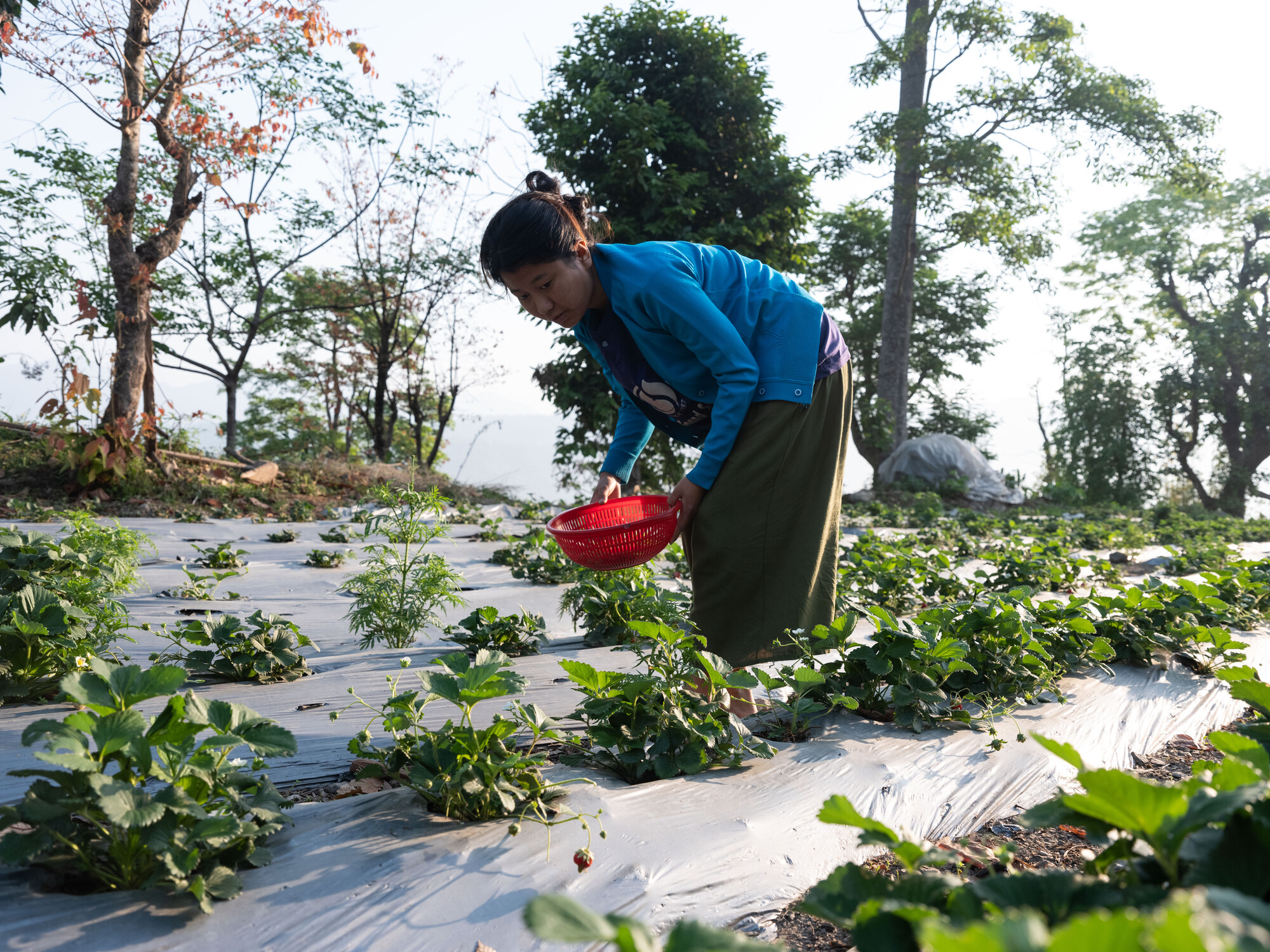 Puja Majar (21), is picking strawberries from her farm in Kerabari Rural Municipality-3 in Morang, Nepal on Sunday, April 21, 2024. Puja sells strawberries in the nearby market.  She participated in t