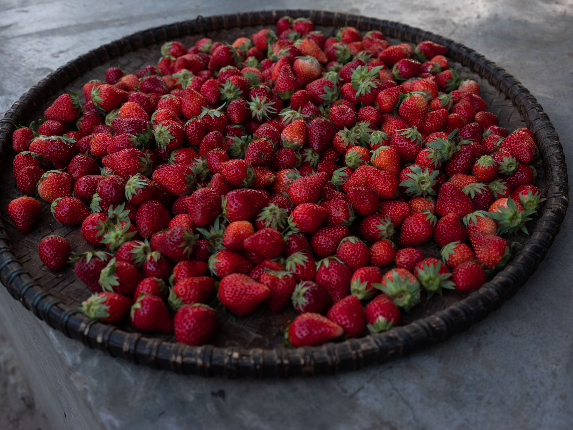 Strawberries from Puja’s farm in Kerabari Rural Municipality-3 in Morang, Nepal on Sunday, April 21, 2024. Puja sells strawberries in the nearby market
