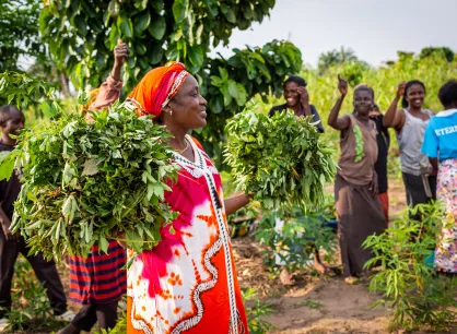 Displaced people working in the fields of Kanzombi, a section of Kikwit, cheer Jacqueline Kafuti, who holds bunches of cassava leaves.