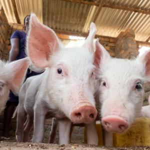 Close up photo of pigs