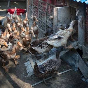 A group of ducks going into a coop