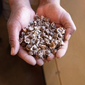 Hand holding seeds