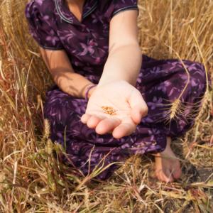 Boy holding out grains of wheat