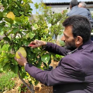 A person harvests a pomelo from a small orchard.