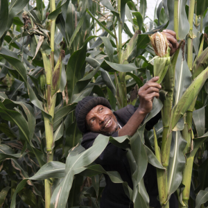 A man in a cornfield picking an ear of corn