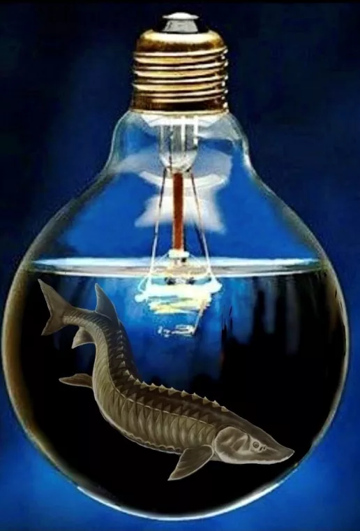 Image of a large fish swimming inside an upside-down lightbulb on a blue background.
