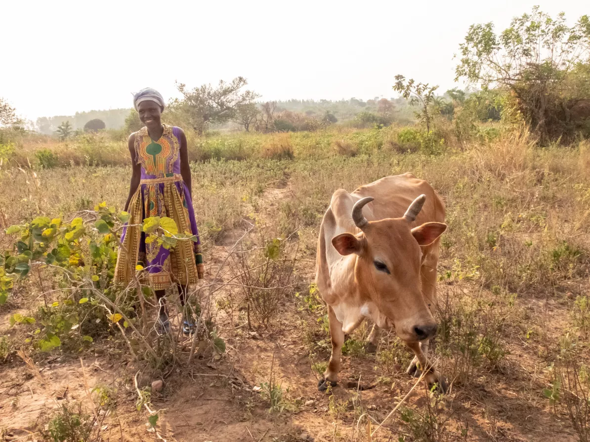 A woman walking with a cow