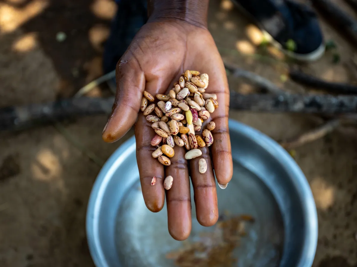 A hand outstretched holding dried beans