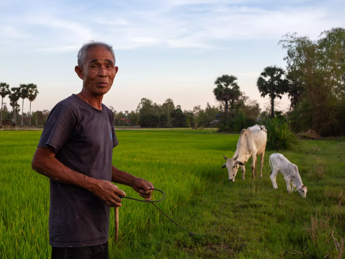 A farmer in Cambodia with a couple of his cows