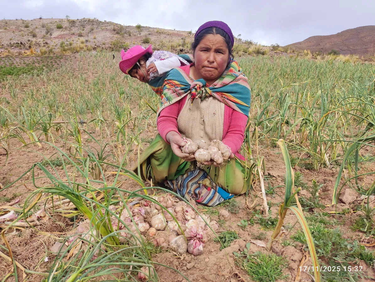 An individual in traditional attire is kneeling in a field, holding freshly harvested garlic bulbs. A baby is wrapped in a colorful blanket on the individual's back. The background features a cloudy sky and hilly landscape.