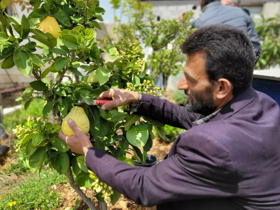 Muhammad Al Takatka harvests a pomello from the small orchard beside his wife Huda's wicking garden boxes introduced by MCC partner Applied Research Institute - Jerusalem (ARIJ). Huda is a participant