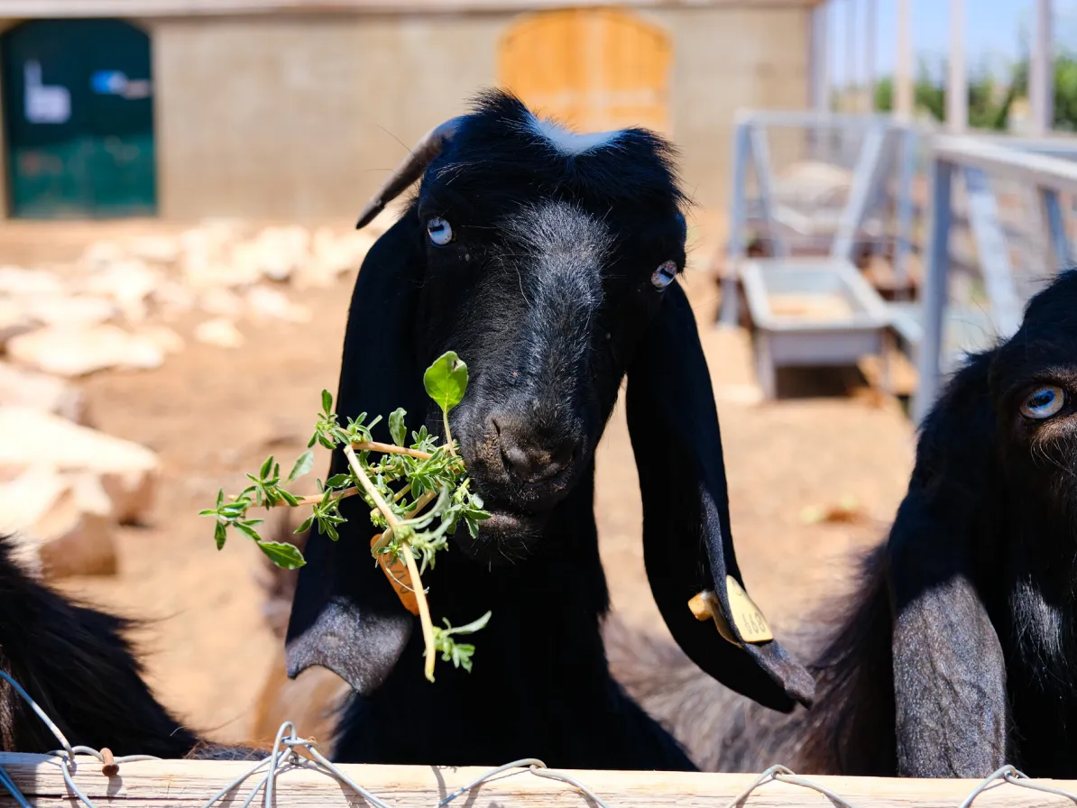 A goat at LOST’s community farm.