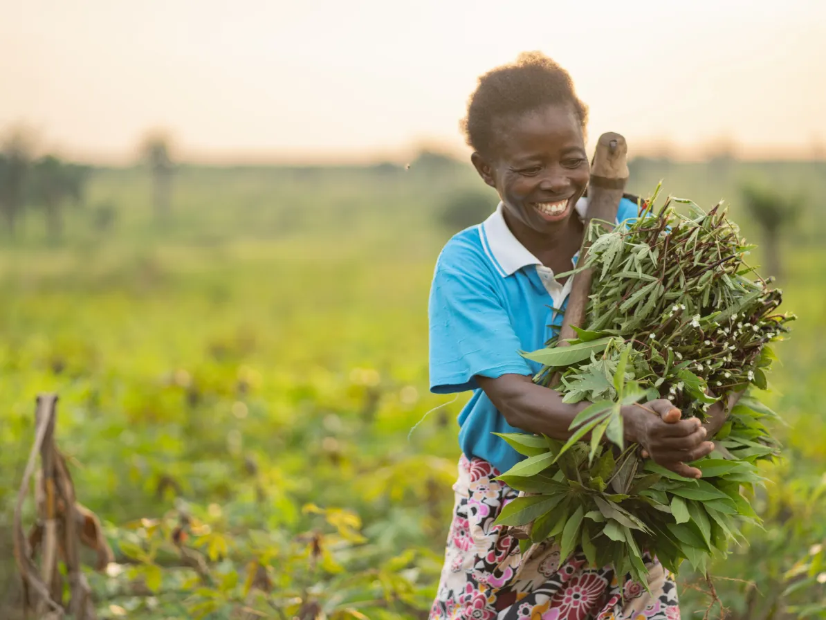 Germaine Kambundi works in her field where she, like other displaced people living in Kanzombi, grows cassava leaves, groundnuts.  She carries the cassava leaves picked in her field for her children's