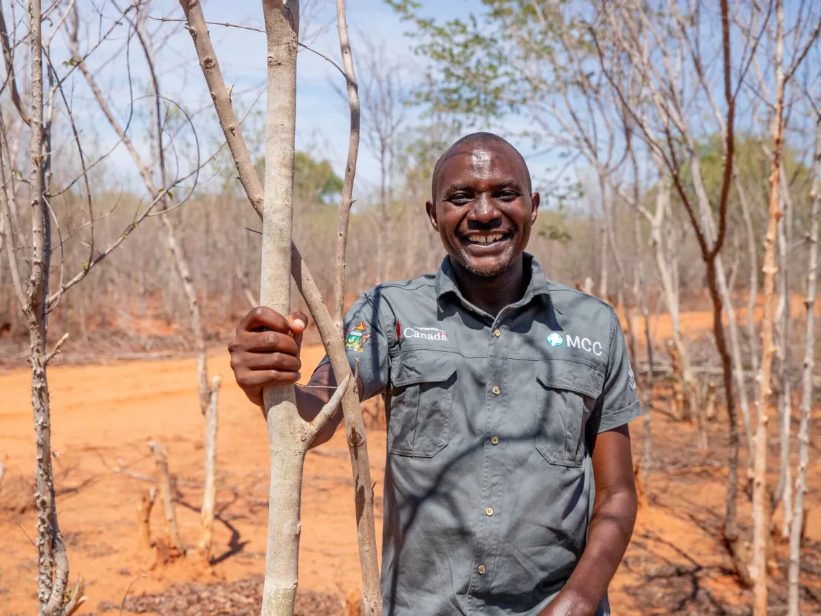 Jorama Munsaka, Environment and Climate Change Officer with MCC partner Kulima Mbobumi Training Centre (KMTC), at a plot where tree stumps are being regenerated using techniques taught by MCC partner